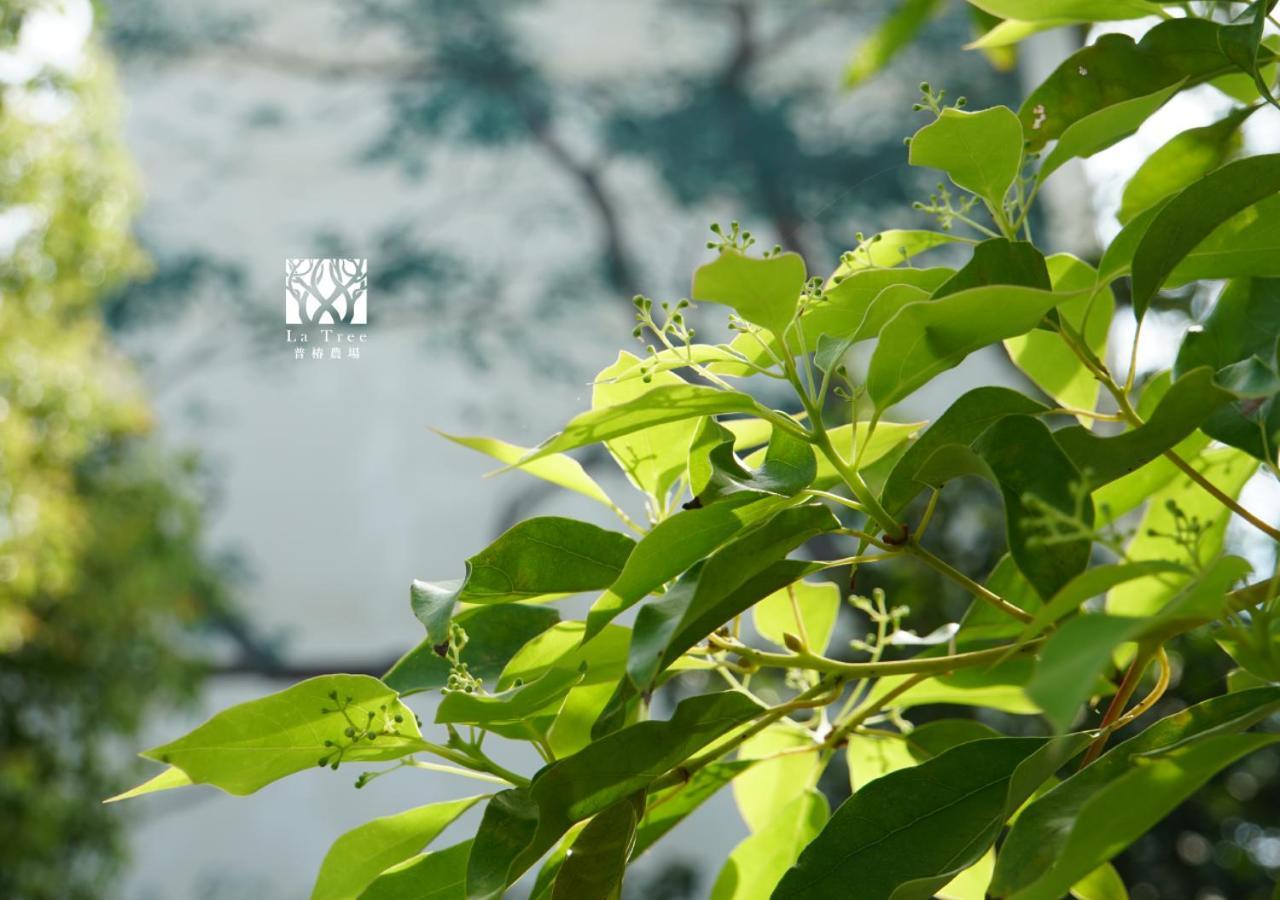 شقة La Tree 普椿農場木子莊園 دونغهاي المظهر الخارجي الصورة