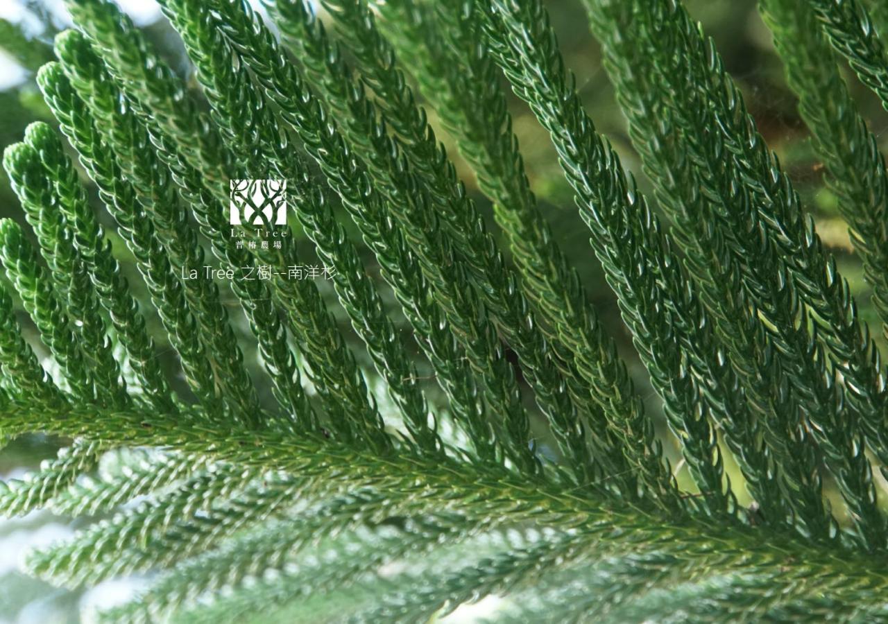 شقة La Tree 普椿農場木子莊園 دونغهاي المظهر الخارجي الصورة