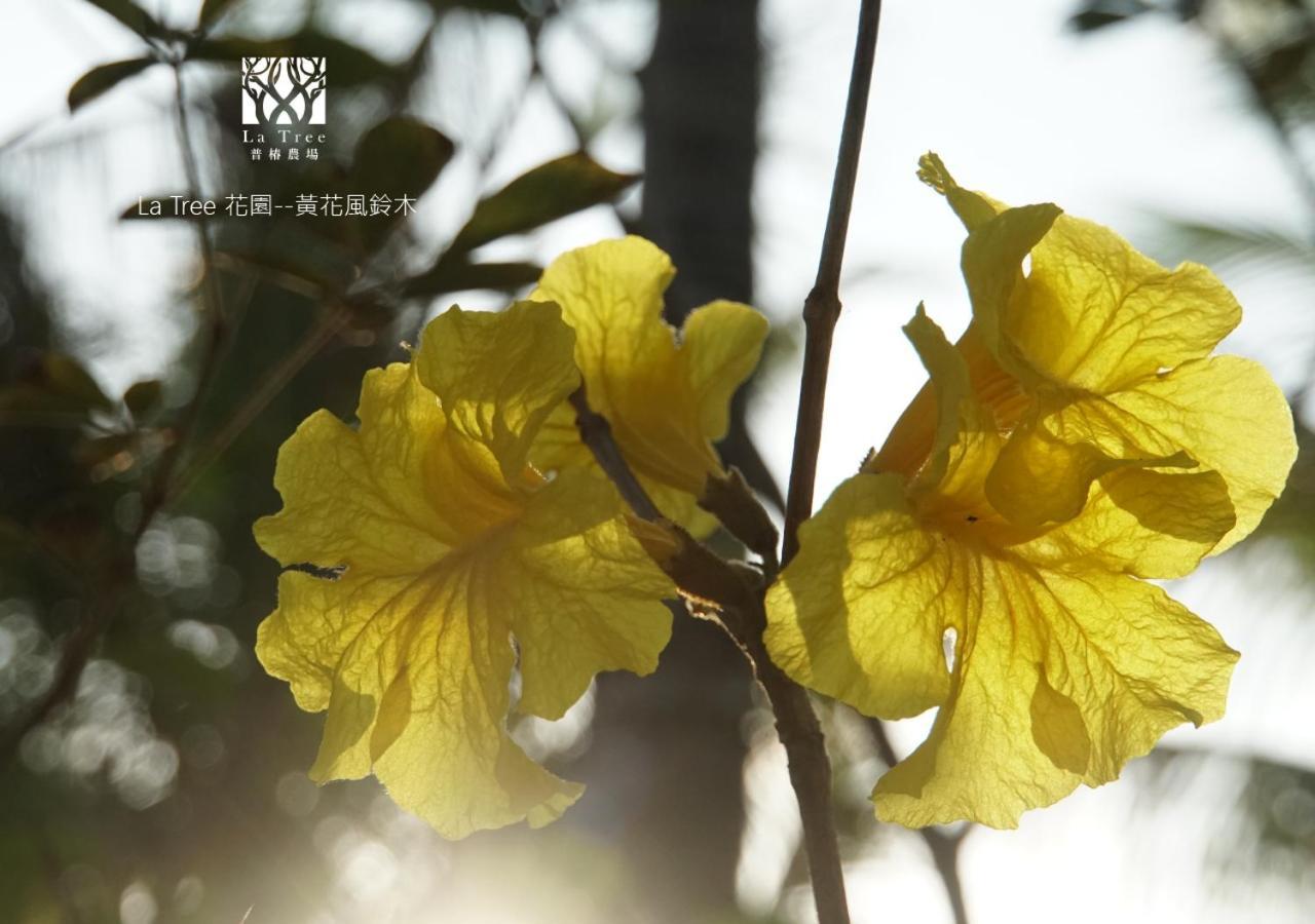 شقة La Tree 普椿農場木子莊園 دونغهاي المظهر الخارجي الصورة