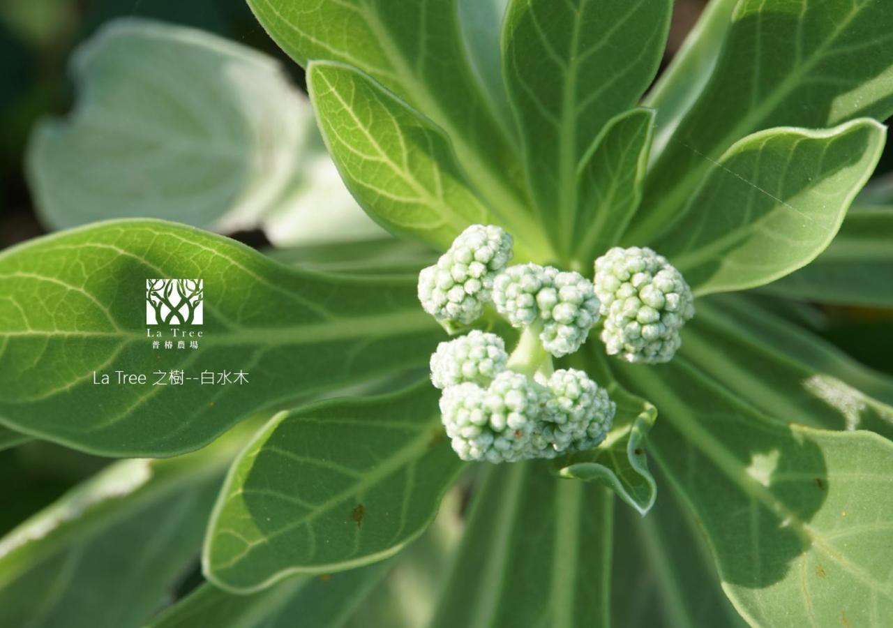شقة La Tree 普椿農場木子莊園 دونغهاي المظهر الخارجي الصورة